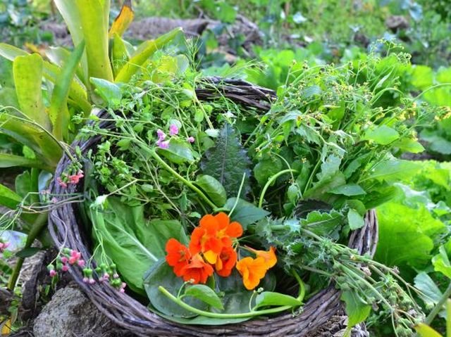 WORKSHOP - ON LINE - PANC´s DA FLORESTA (PLANTAS ALIMENTÍCIAS NÃO CONVENCIONAIS)